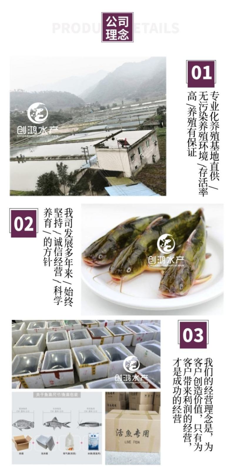 【特价批发】全雄黄骨鱼鱼苗杂交黄骨鱼苗单性黄颡鱼苗