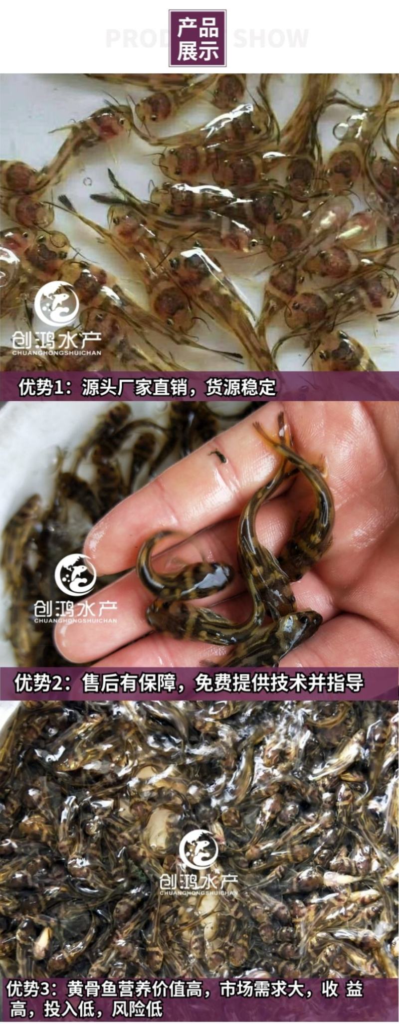 【特价批发】全雄黄骨鱼鱼苗杂交黄骨鱼苗单性黄颡鱼苗
