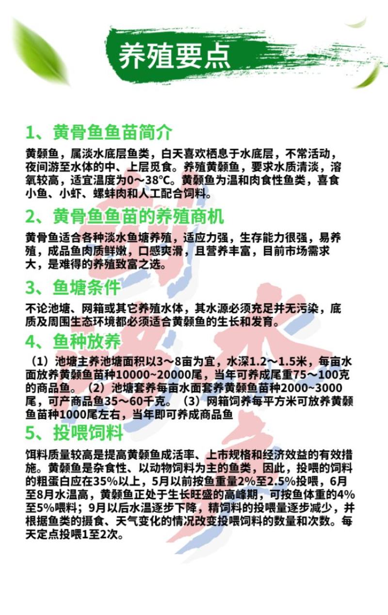 【新苗】全雄黄骨鱼鱼苗杂交黄骨鱼苗单性黄颡鱼苗