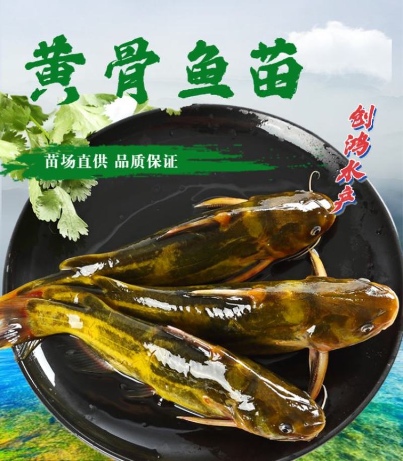 【新苗】全雄黄骨鱼鱼苗杂交黄骨鱼苗单性黄颡鱼苗