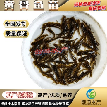 优质全雄黄骨鱼苗单性黄颡鱼苗杂交黄骨鱼苗黄辣丁鱼苗