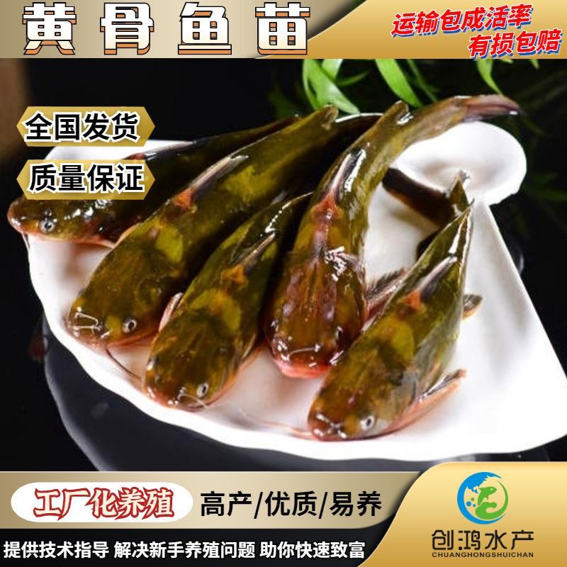 【特价批发】全雄黄骨鱼鱼苗杂交黄骨鱼苗单性黄颡鱼苗