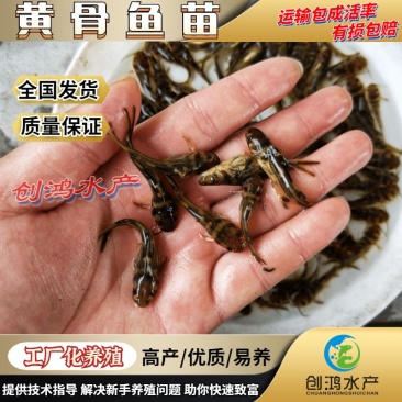 【特价批发】全雄黄骨鱼鱼苗杂交黄骨鱼苗单性黄颡鱼苗