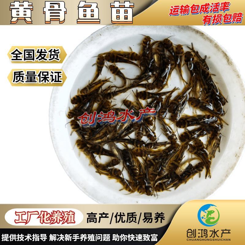 【特价批发】全雄黄骨鱼鱼苗杂交黄骨鱼苗单性黄颡鱼苗