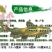 【特价批发】全雄黄骨鱼鱼苗杂交黄骨鱼苗单性黄颡鱼苗