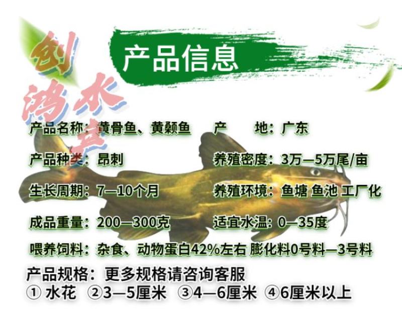 【特价批发】全雄黄骨鱼鱼苗杂交黄骨鱼苗单性黄颡鱼苗