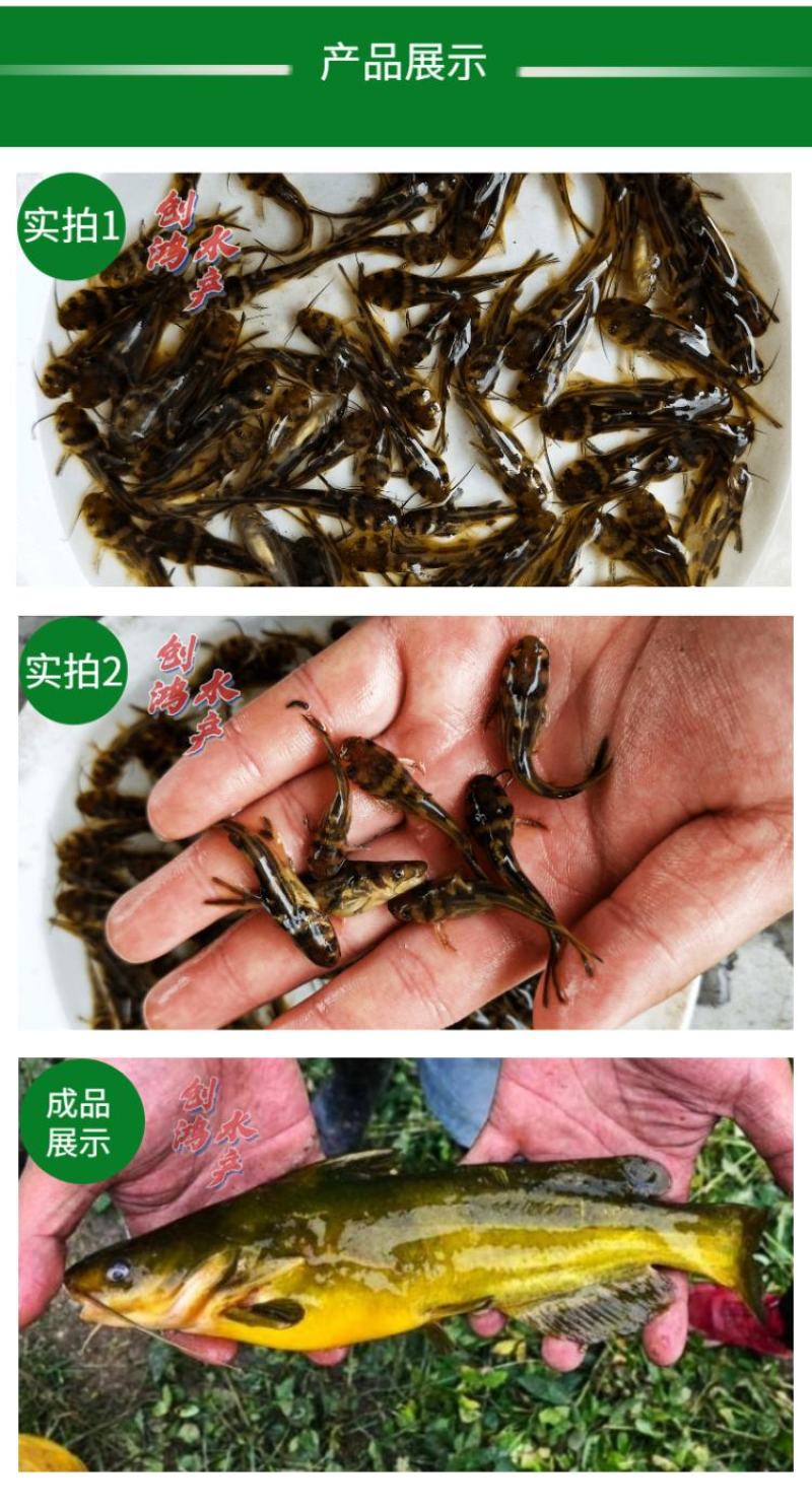 【特价批发】全雄黄骨鱼鱼苗杂交黄骨鱼苗单性黄颡鱼苗