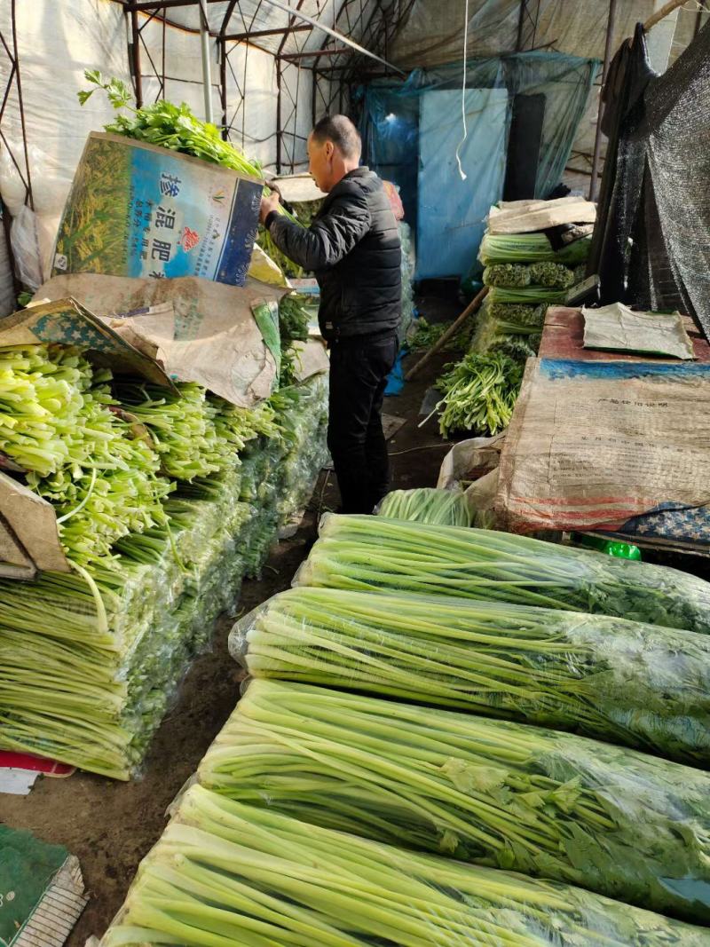 原产地劈掰芹菜各种规格长期供应批发市场食品厂