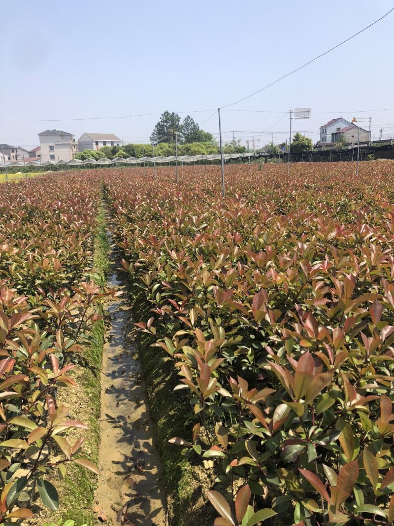 红叶石楠，色块优选苗木，各种球类清圃价供应市场