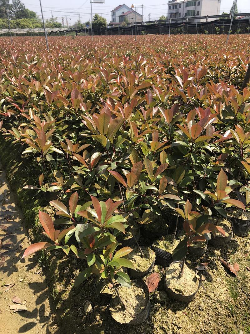红叶石楠，色块优选苗木，各种球类清圃价供应市场