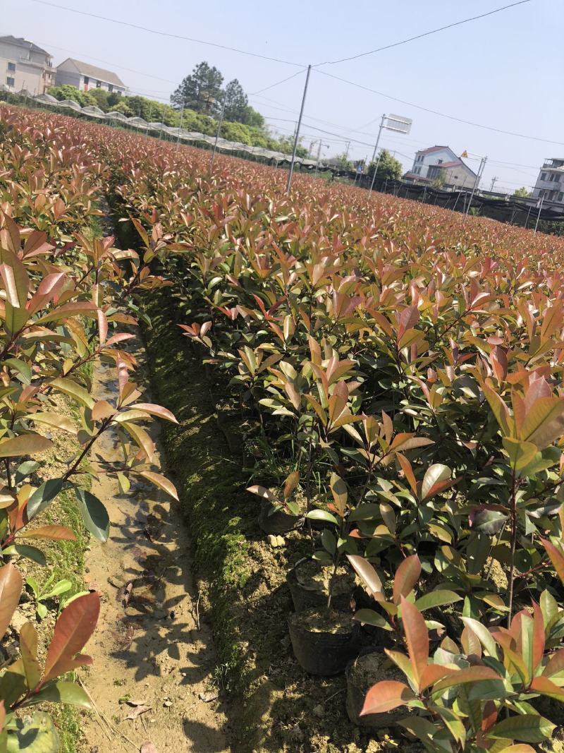 红叶石楠，色块优选苗木，各种球类清圃价供应市场