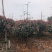 红叶石楠，色块优选苗木，各种球类清圃价供应市场