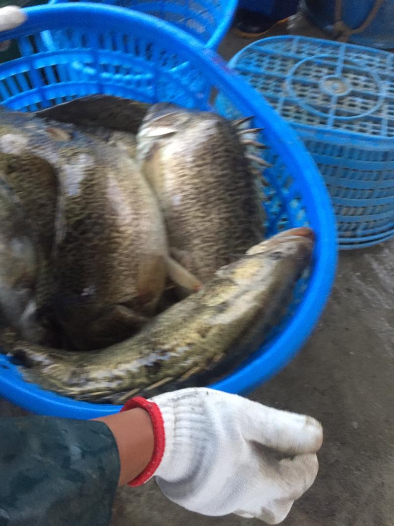 大量出售大规格鳜鱼，鳜鱼，桂花鱼5-10斤/条，