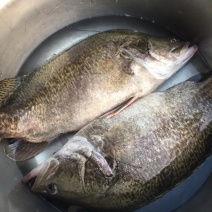 大量出售大规格鳜鱼，鳜鱼，桂花鱼5-10斤/条，