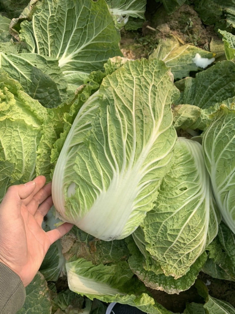新野县黄心大白菜，精品4-6斤一手货源，基地货源充足