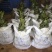 【荐】油茶苗高产油茶苗软枝岑软2号嫁接苗大型苗木基地直发