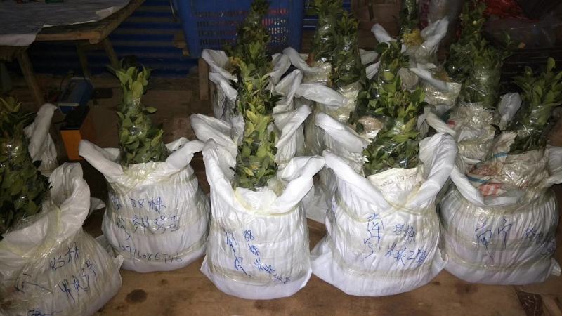 【荐】油茶苗高产油茶苗软枝岑软2号嫁接苗大型苗木基地直发