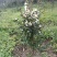 【荐】油茶苗高产油茶苗软枝岑软2号嫁接苗大型苗木基地直发
