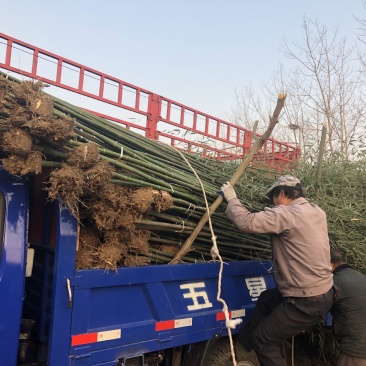 刚竹,等各类绿化用竹,现挖现装,包活程度高