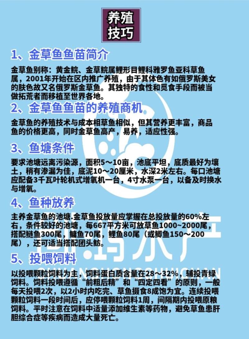 【精品推介】金草鱼苗俄罗斯金丝草鱼苗淡水养殖