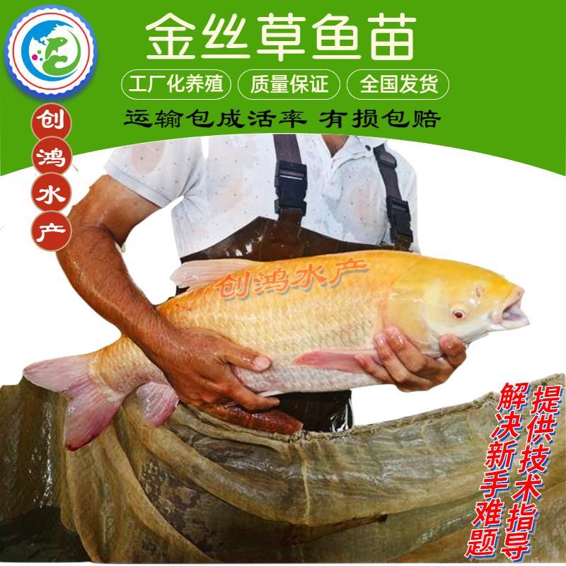【苗场直销】俄罗斯金草鱼苗金丝草鱼苗黄金鲩鱼苗