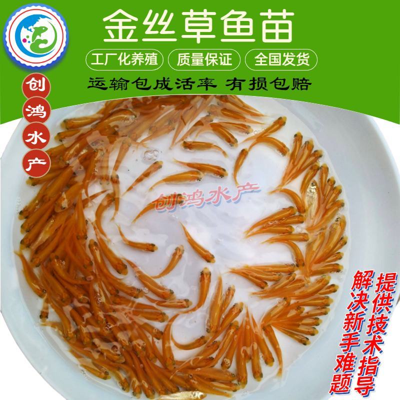 【苗场直销】俄罗斯金草鱼苗金丝草鱼苗黄金鲩鱼苗