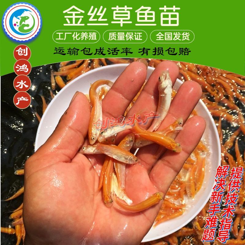 【精品推介】金草鱼苗俄罗斯金丝草鱼苗淡水养殖