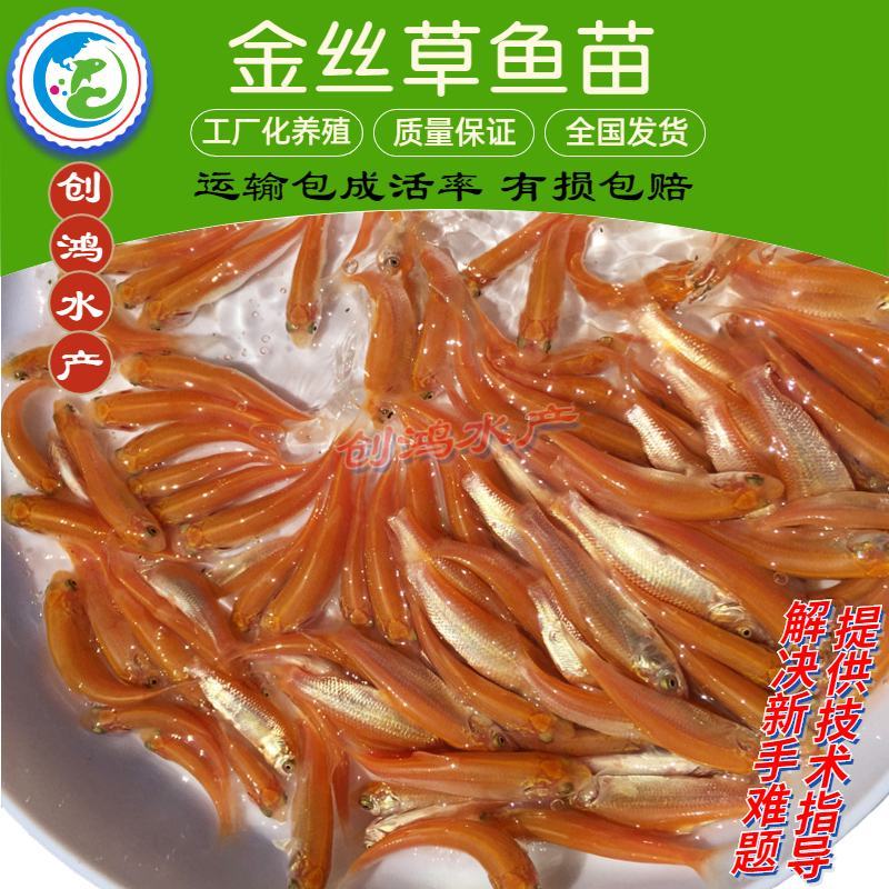 【精品推介】金草鱼苗俄罗斯金丝草鱼苗淡水养殖