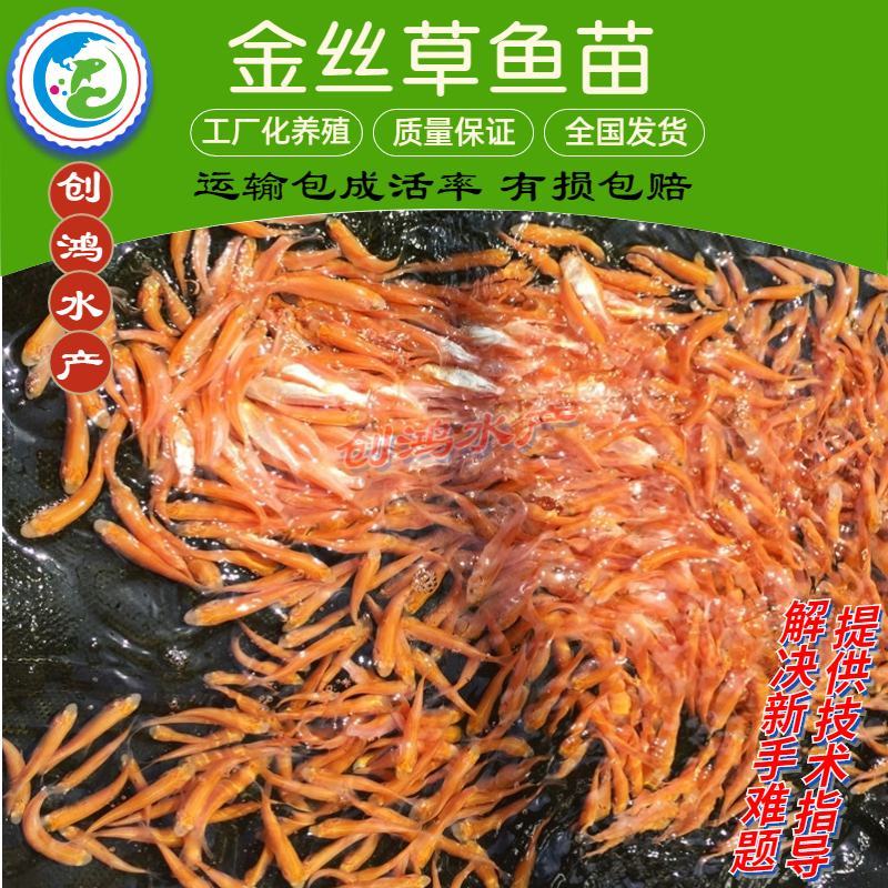 【精品推介】金草鱼苗俄罗斯金丝草鱼苗淡水养殖