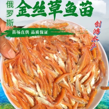 【精品推介】金草鱼苗俄罗斯金丝草鱼苗淡水养殖