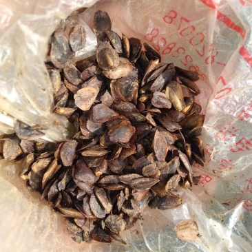 优质良种杉木种子，保证新种