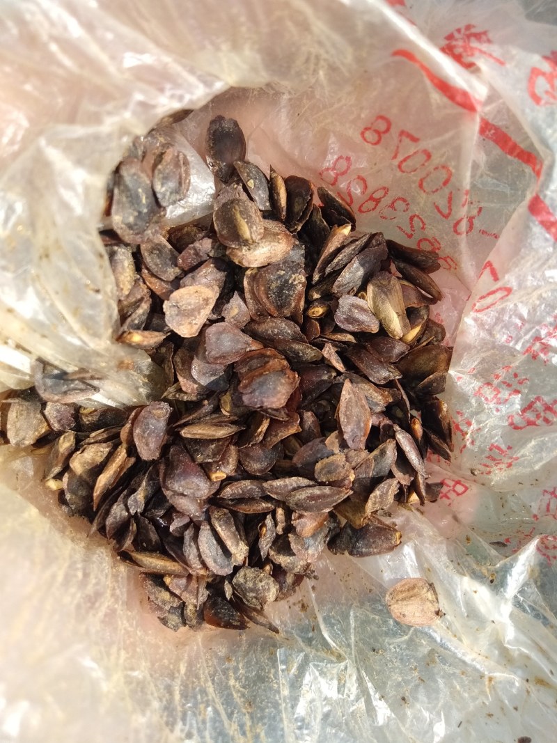 优质良种杉木种子，保证新种