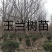 白玉兰，紫玉兰，二乔玉兰，广玉兰及各种玉兰科属高档绿化苗