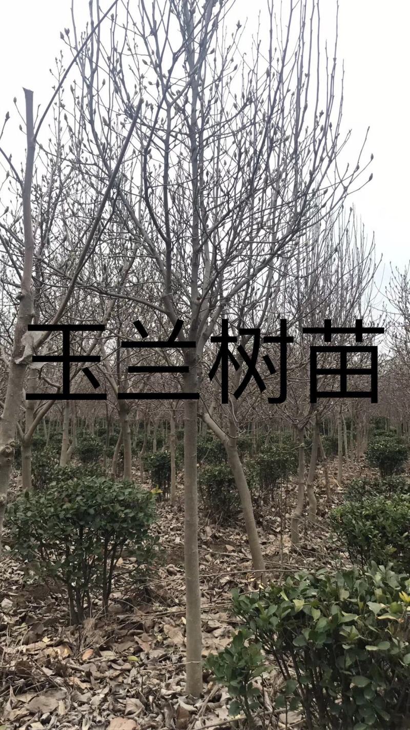 白玉兰，紫玉兰，二乔玉兰，广玉兰及各种玉兰科属高档绿化苗