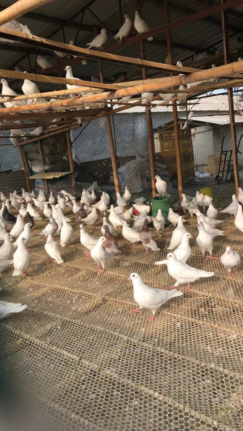 自己家散养鸽子吃五谷杂粮