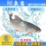 【大量批发】土鲮鱼苗麦鲮鱼苗鲮鱼水花饲料鱼