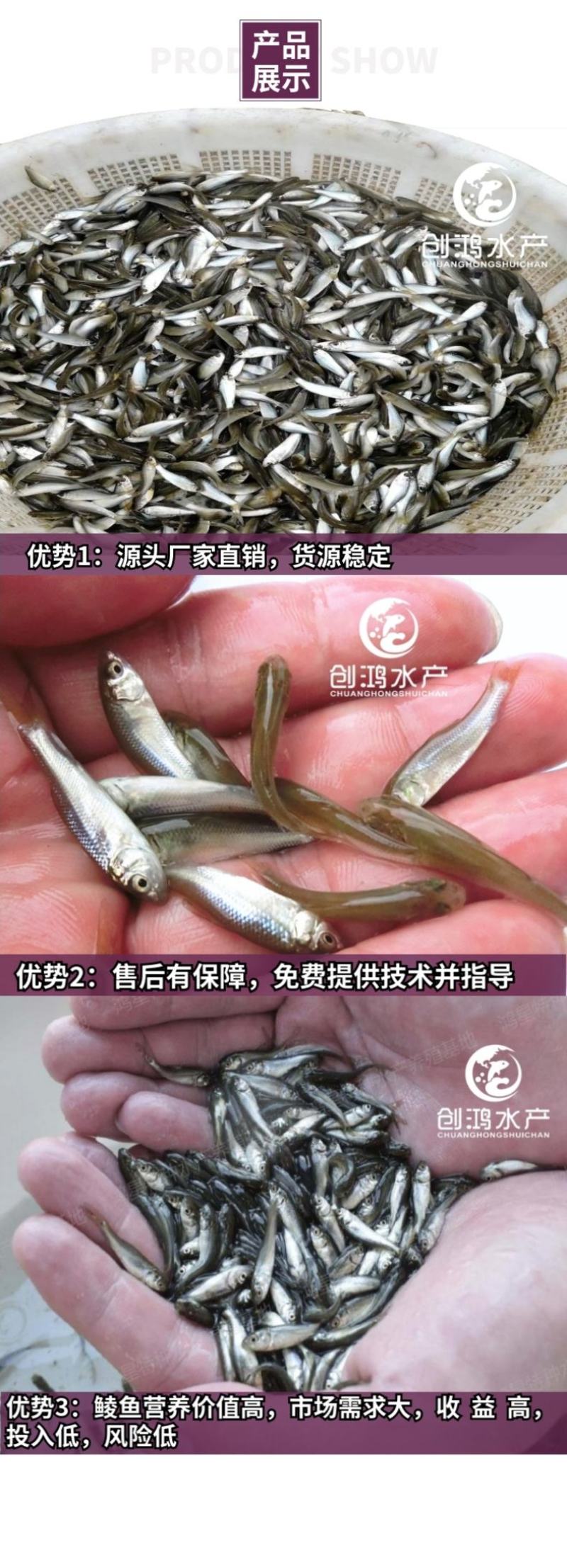 【大量批发】土鲮鱼苗麦鲮鱼苗鲮鱼水花饲料鱼