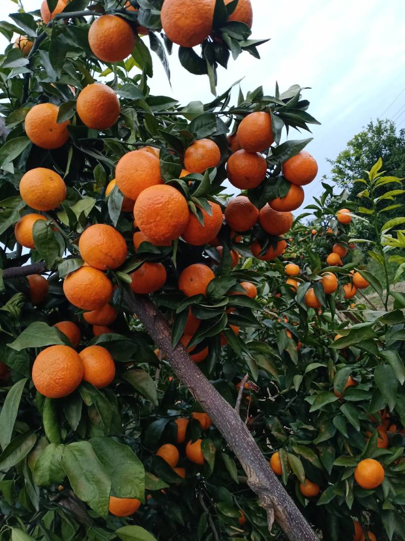 桂林，全州优级沃柑，要的联系