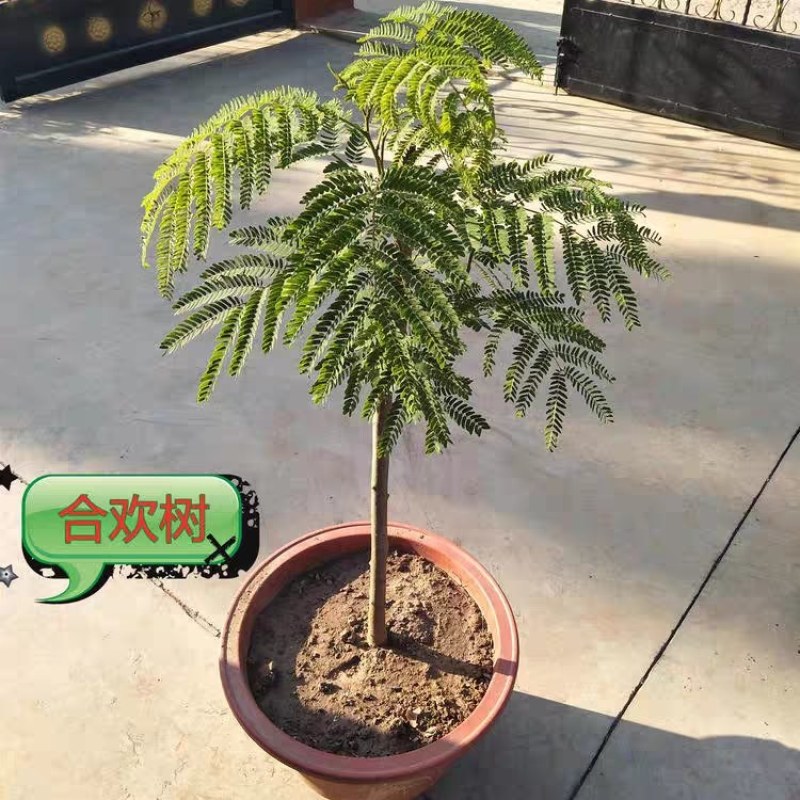 【有好货】合欢树行道绿化观赏合欢【成活率高】耐旱