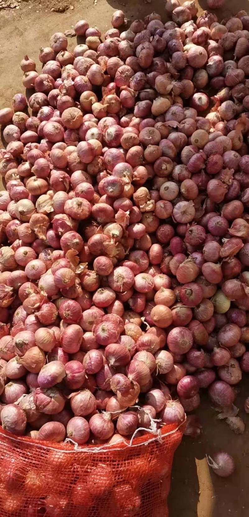 缅甸洋葱大量上市供应
