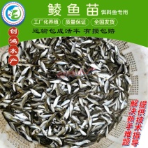 【大量批发】土鲮鱼苗麦鲮鱼苗鲮鱼水花饲料鱼