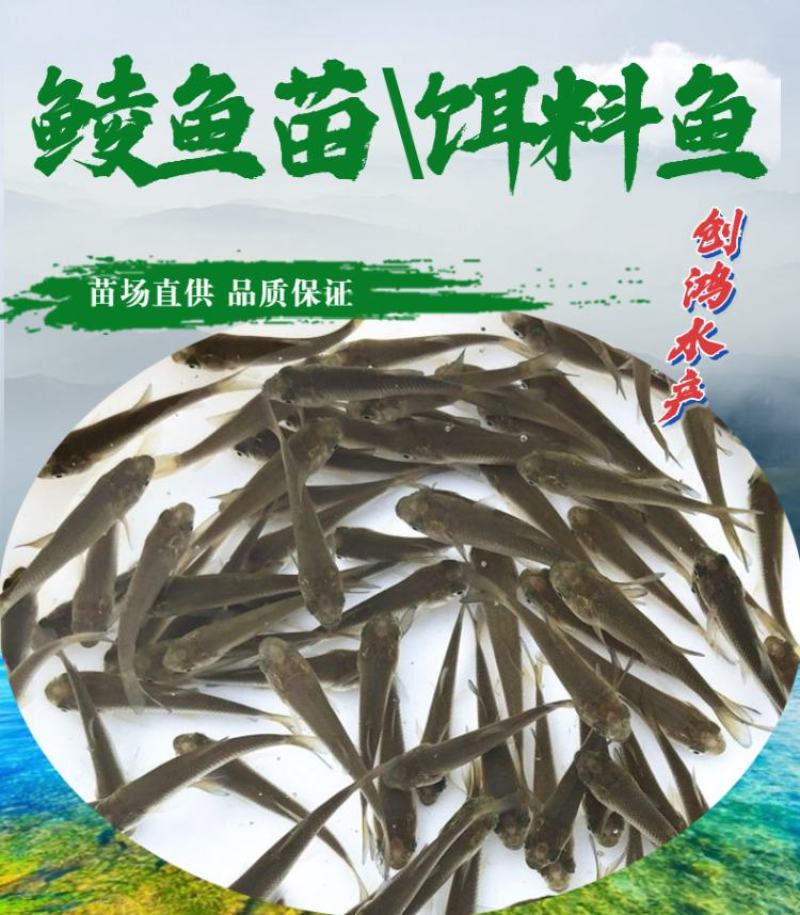 【大量批发】土鲮鱼苗麦鲮鱼苗鲮鱼水花饲料鱼