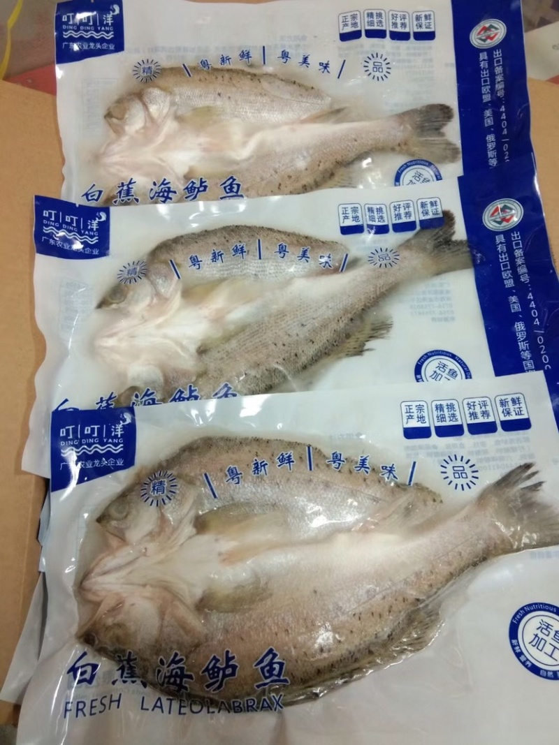 开背海鲈鱼全规格13-20条规格，
