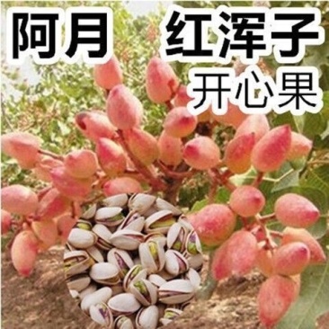 新品种阿月浑子开心果树苗《速生生长结果快》成活率高