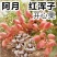 新品种阿月浑子开心果树苗《速生生长结果快》成活率高