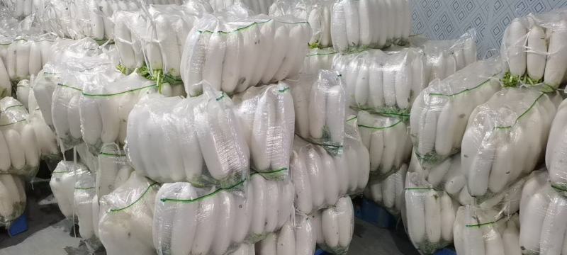 白萝卜大量供应白萝卜欢迎采购诚信经营一次合作终生朋友