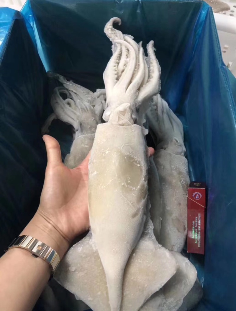 单冻大鱿鱼10斤装，每条一斤左右，品质优！