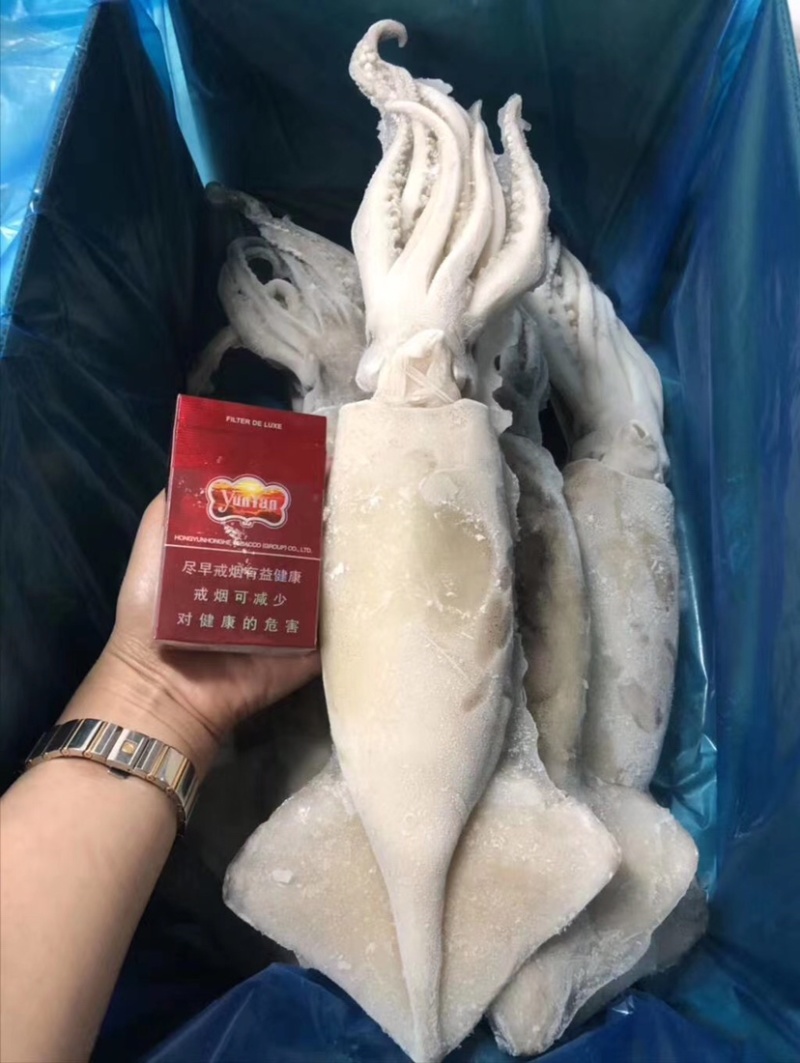 单冻大鱿鱼10斤装，每条一斤左右，品质优！