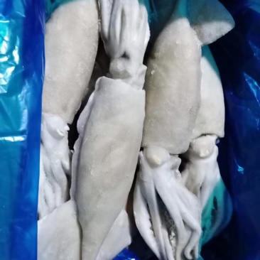 单冻大鱿鱼10斤装，每条一斤左右，品质优！