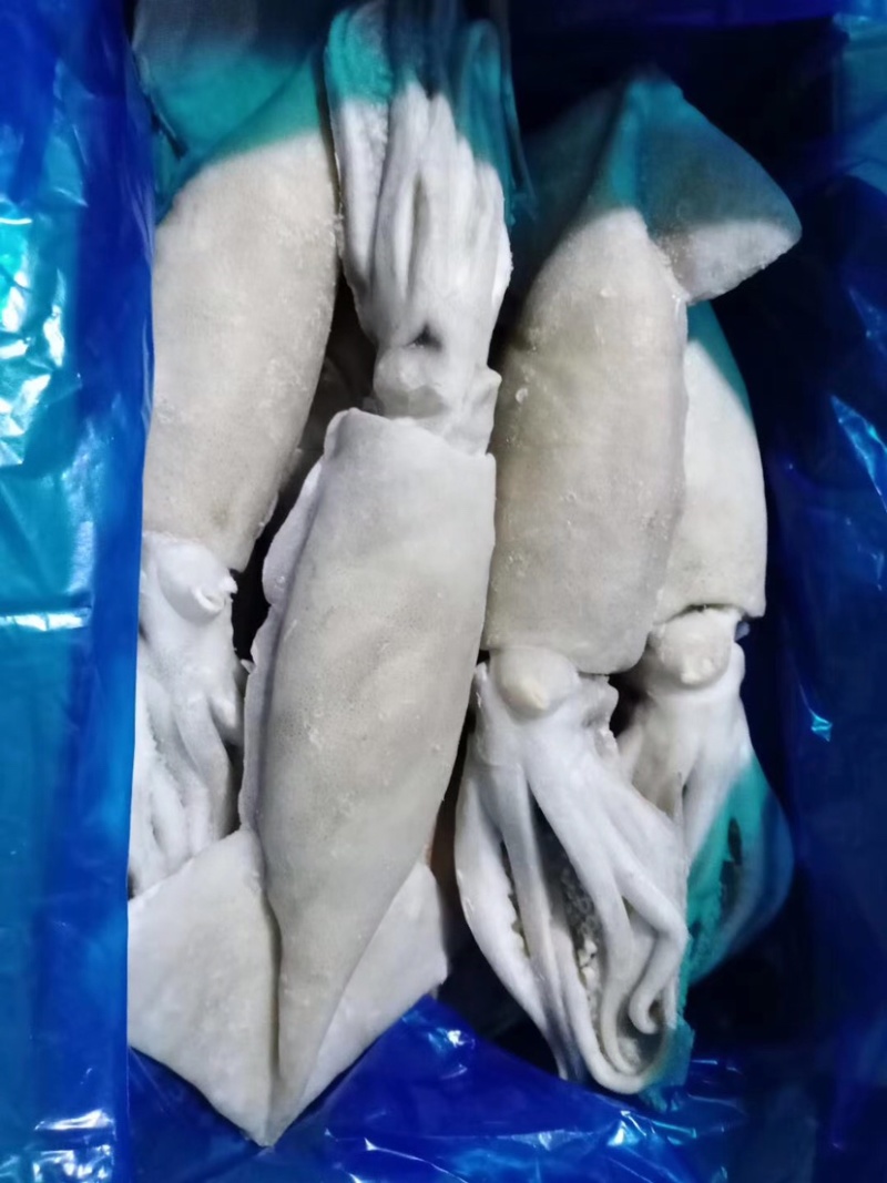单冻大鱿鱼10斤装，每条一斤左右，品质优！